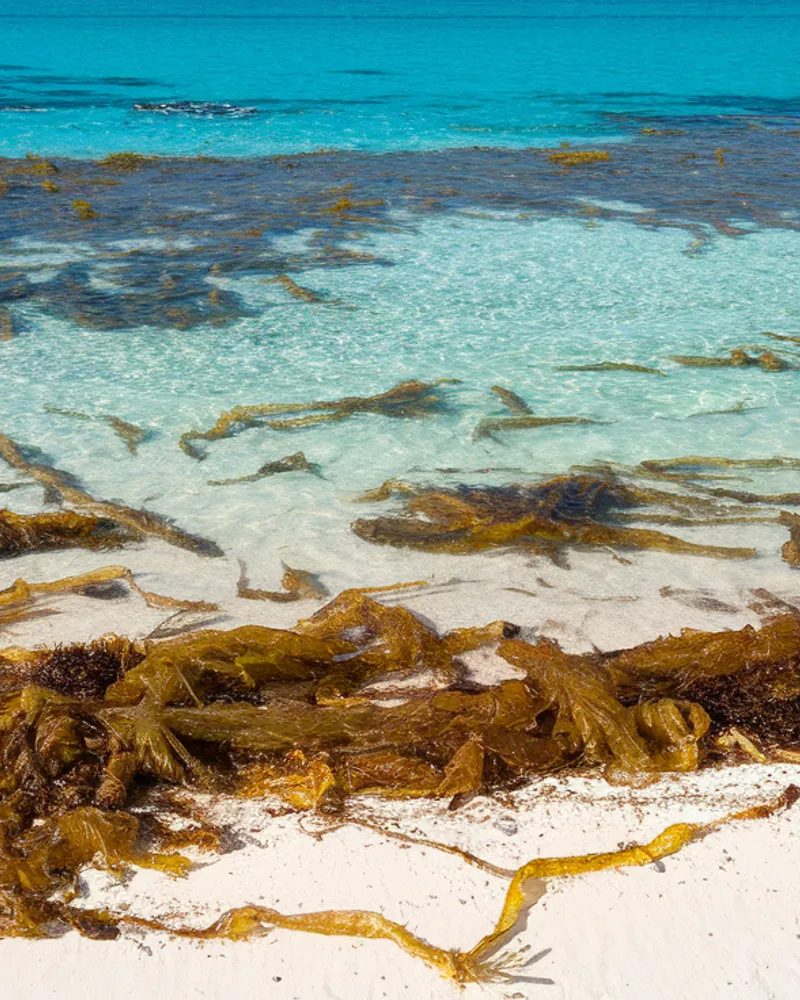Alerte sargasses plage — Sargasse