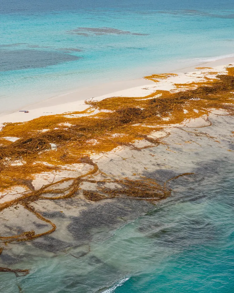 Alerte sargasses plage — Sargasse