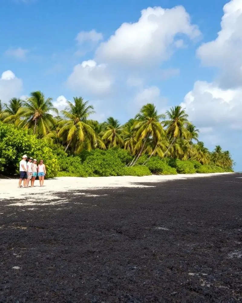 Sargasse en Martinique : Solutions et perspectives pour le tourisme